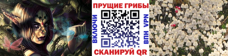 kraken маркетплейс  Городец  Псилоцибиновые грибы Psilocybine cubensis 